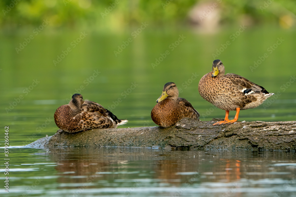 Ducks on a log on the Potomac River
Ducks on a log on the Potomac River