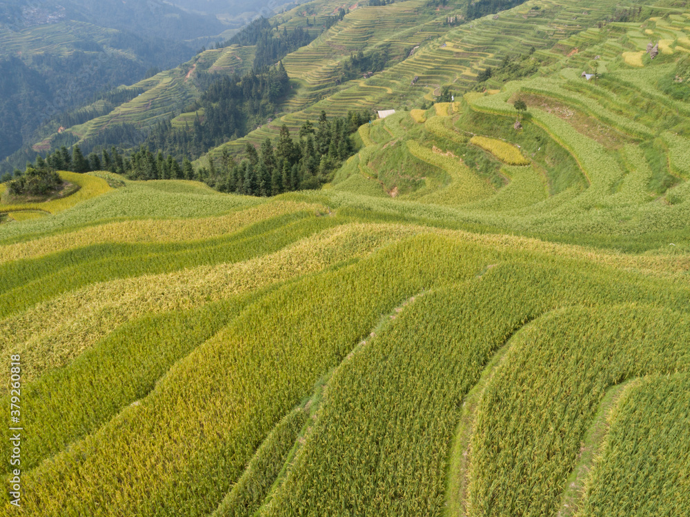Aerial view of terrace rice field in China
