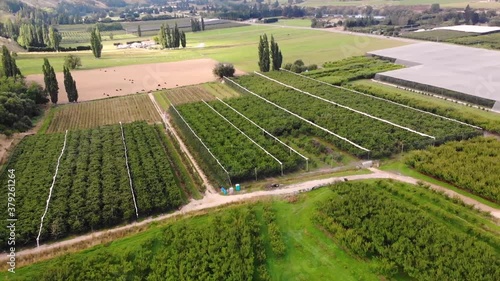 Aerial flying away from a large orchard in rural area of Roxburgh, fruit farm photo