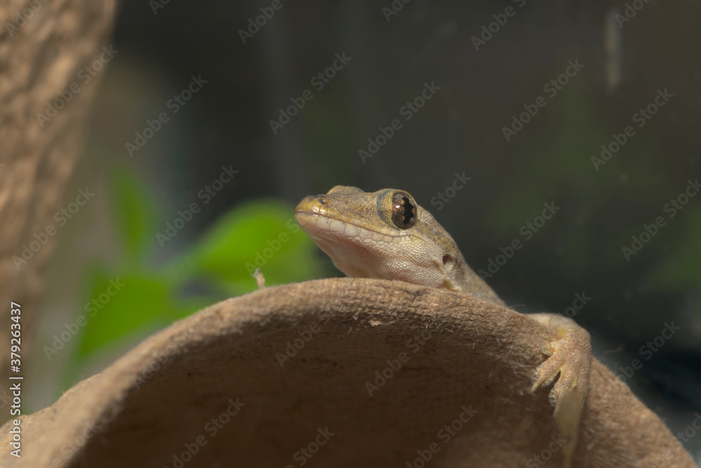 Obraz premium ハウスゲッコー