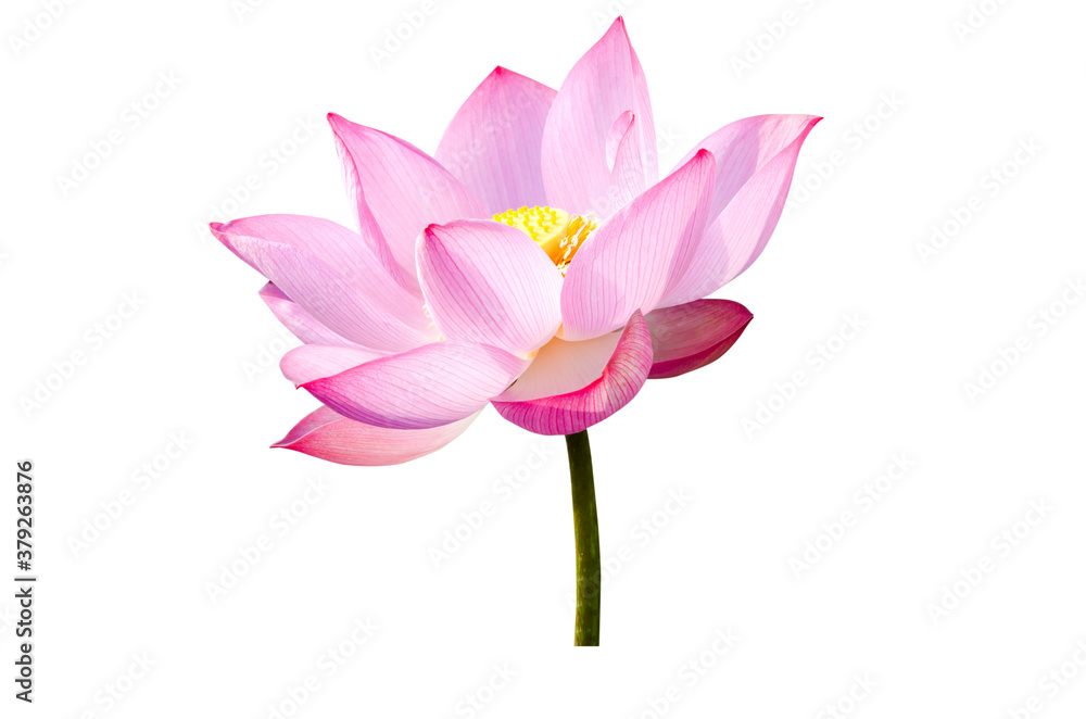 Naklejka premium Pink lotus flower isolated on white background.