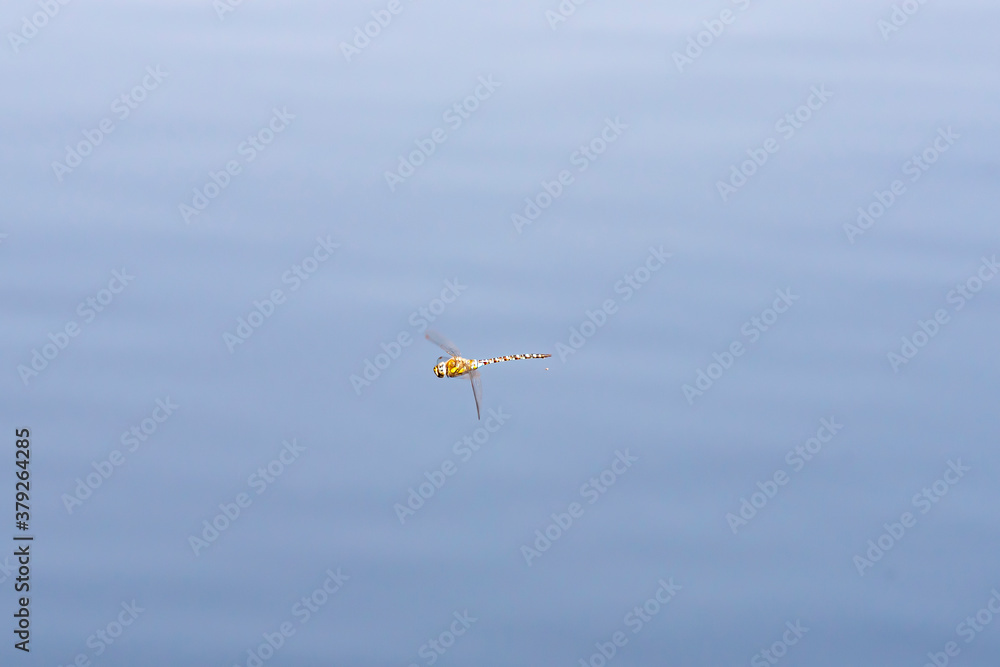 Dragonfly in the flight on the lake Dragonfly in the flight on the lake