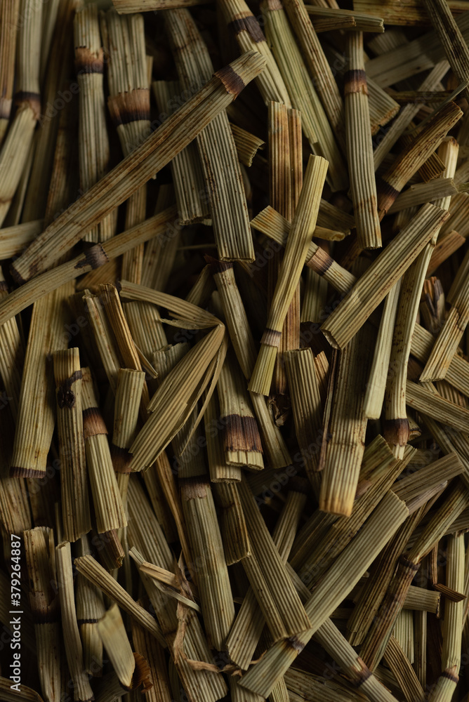 macro close up Equisetum arvense “ horse tail “ dry plant, selective focus, tea macro close up Equisetum arvense “ horse tail “ dry plant, selective focus, tea