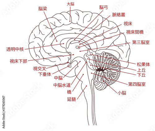脳　構造図