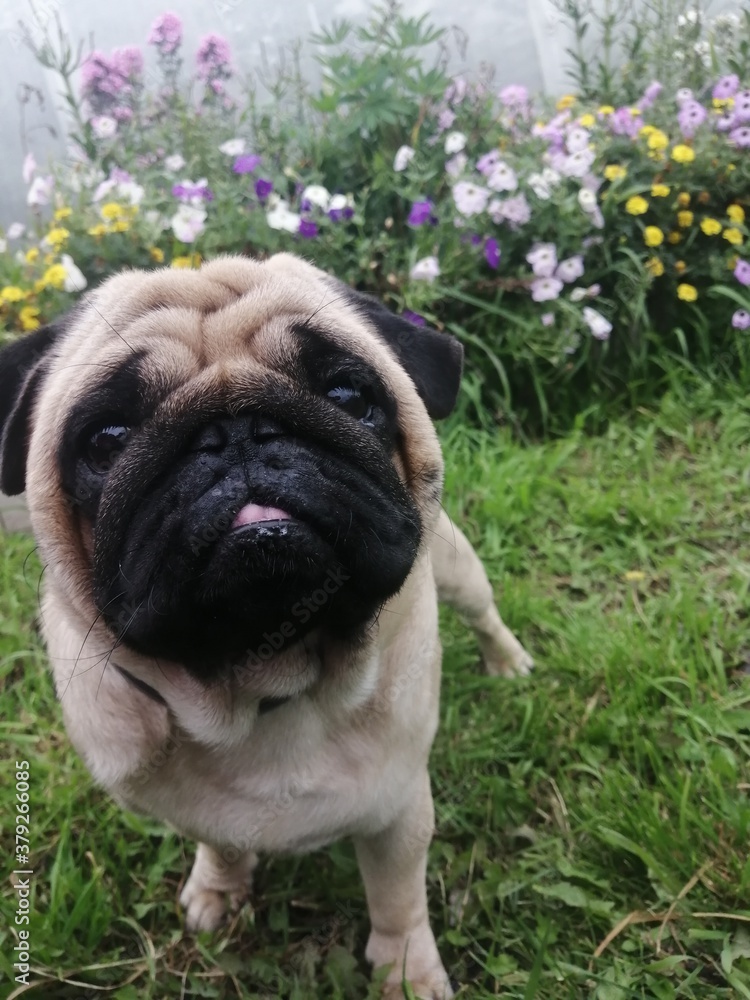 Pug Puhlya