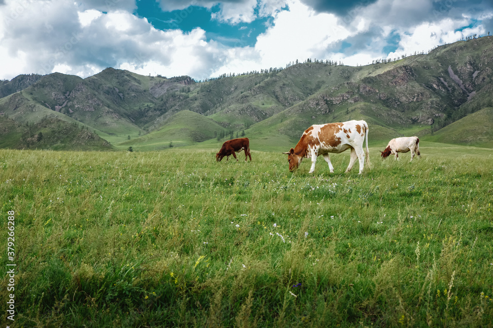 Cows graze on ecological meadows against the backdrop of a mountain landscape and sky with clouds