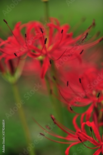 彼岸の頃に必ず咲いて綺麗な花を
見せてくれる彼岸花