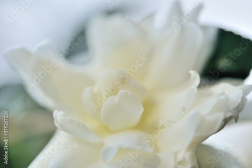 冬に一段と存在感を放つ山茶花の花
