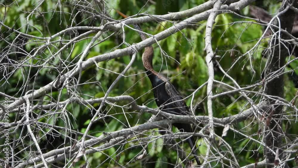 anhinga in middle of buss UHD MP4 4k anhinga in middle of buss UHD MP4 4k