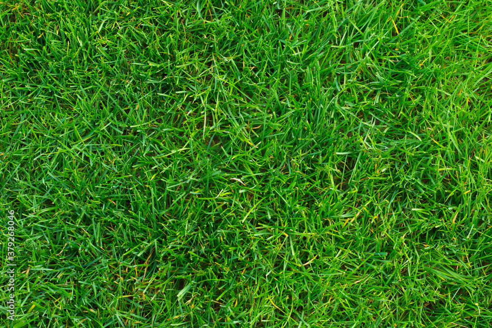 Green Park Grass Background Green Park Grass Background