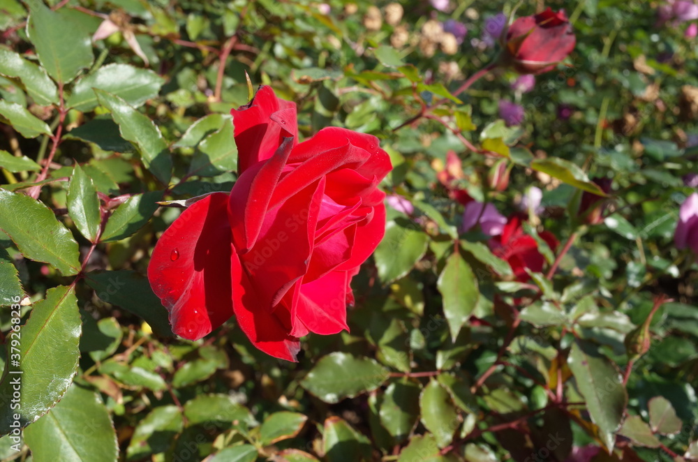 Red Flower of Rose 'Red Simplicity' in Full Bloom
