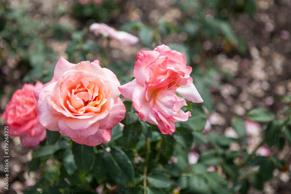 flowers blossoming in the spring