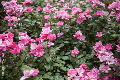 flowers blossoming in the spring