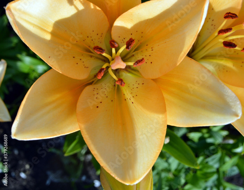  beautiful yellow lily growing on a summer sunny day