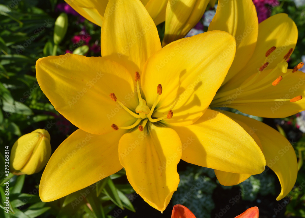 Obraz premium beautiful yellow lily growing in the garden in summer