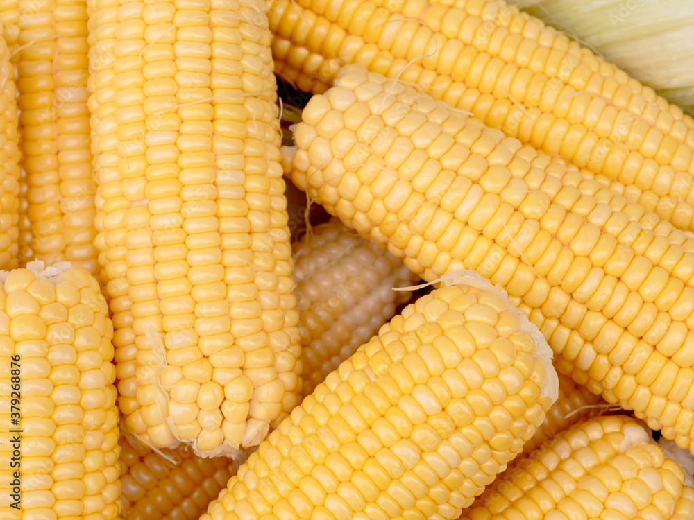 Top-view group freshness seeds of sweet corn on the table Top-view group freshness seeds of sweet corn on the table