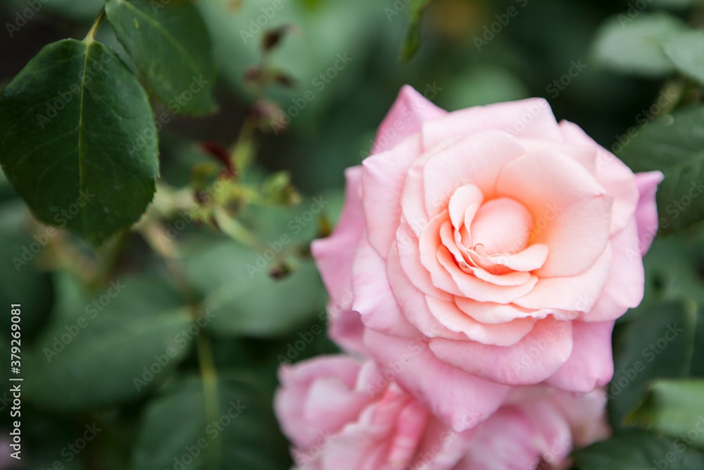 flowers blossoming in the spring flowers blossoming in the spring
