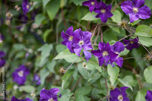 flowers blossoming in the spring