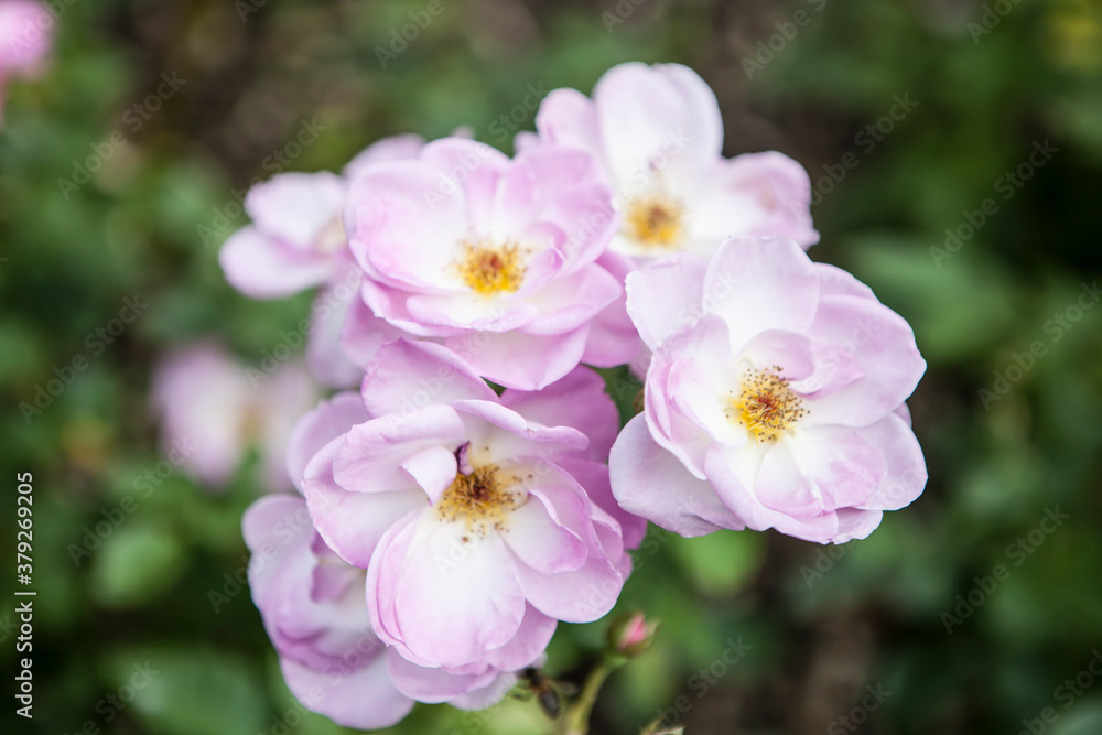 flowers blossoming in the spring flowers blossoming in the spring