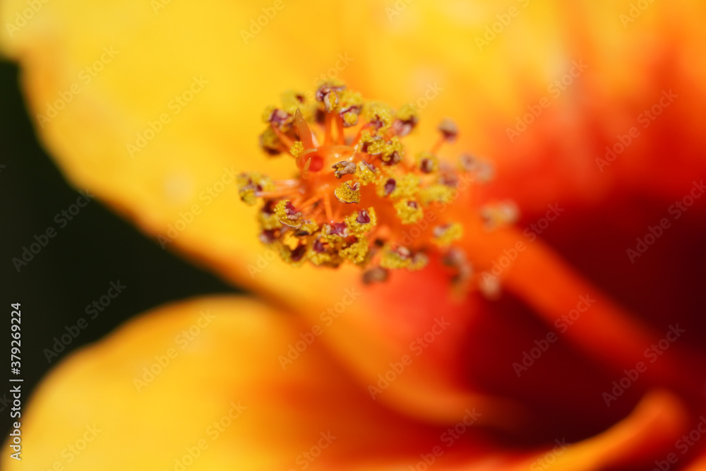 Macro photo of pollens of red yellow hibiscus flower, extreme close up of yellow and red hibiscus flower pollens. Macro photo of pollens of red yellow hibiscus flower, extreme close up of yellow and red hibiscus flower pollens.