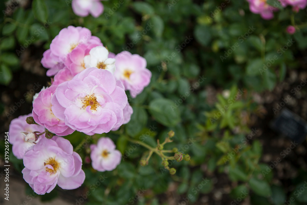 flowers blossoming in the spring