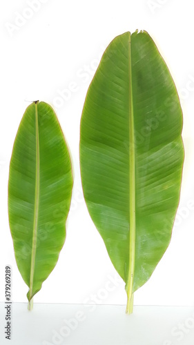 Banana leaves  green pair  big small on white background.