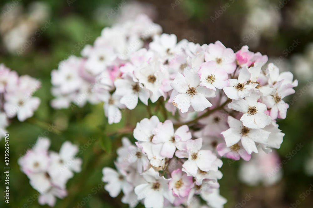 flowers blossoming in the spring