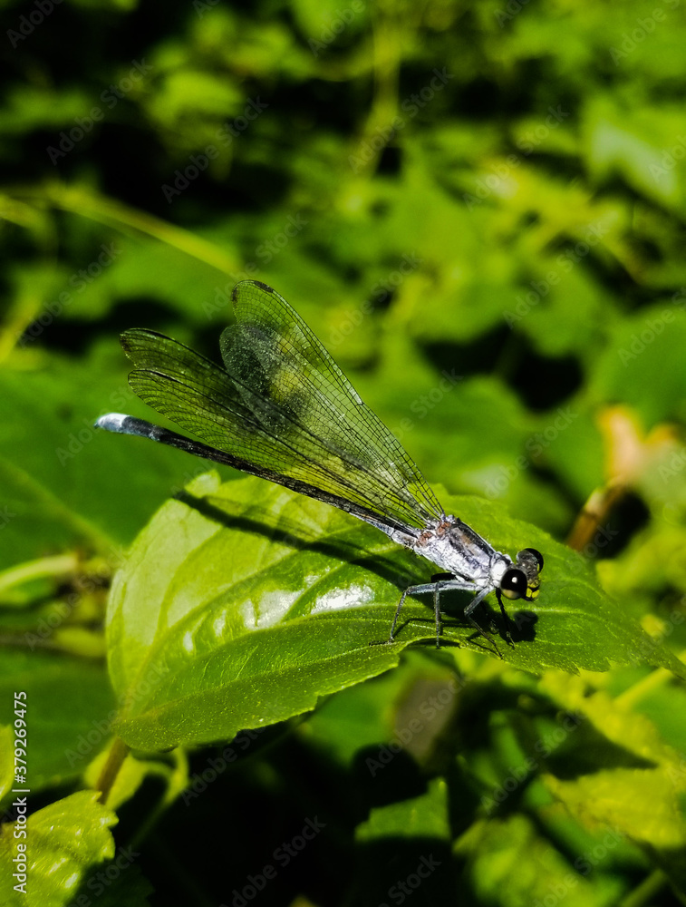 dragonfly on a leaf dragonfly on a leaf
