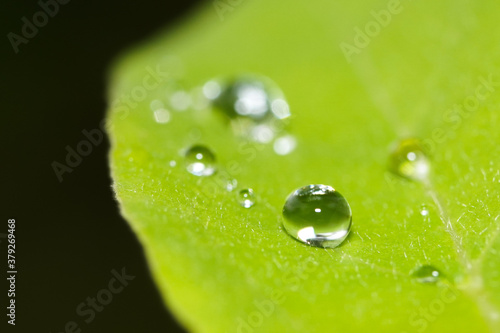 Macro photo of water drops on a green leaf, extreme close up of water drops on a leaf.