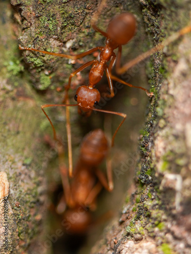Macro photo of red fire ants on a tree, extreme close up photo of fire ants colony. © Séa