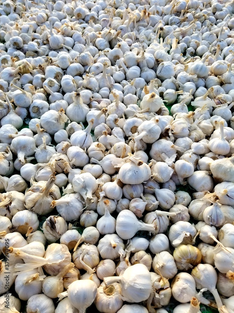 Galic bulb on the beach Galic bulb on the beach