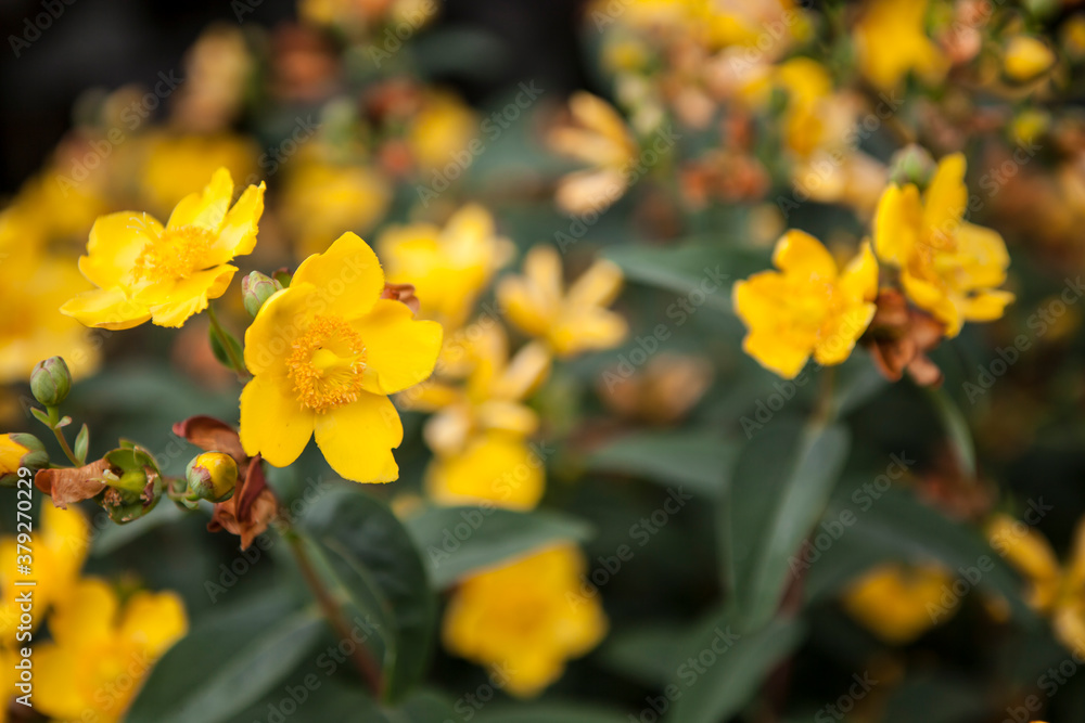 flowers blossoming in the spring flowers blossoming in the spring
