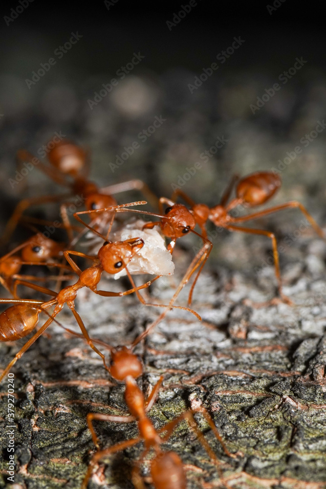 Macro photo of red fire ants colony carrying food together, extreme close up of a group of fire ants on a tree with food. Macro photo of red fire ants colony carrying food together, extreme close up of a group of fire ants on a tree with food.