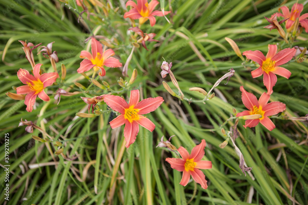 flowers blossoming in the spring flowers blossoming in the spring