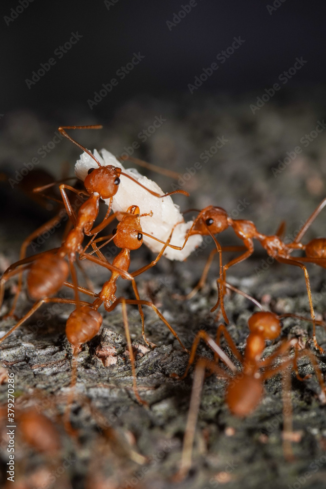 Macro photo of red fire ants colony carrying food together, extreme close up of a group of fire ants on a tree with food. Macro photo of red fire ants colony carrying food together, extreme close up of a group of fire ants on a tree with food.