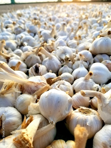 close up of garlic bulb