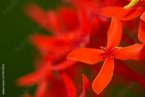 Macro photo of red ixora flowers in the garden, extreme close up of beautiful ixora flowers.