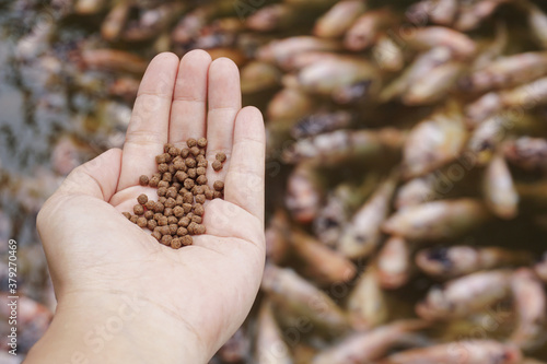 Pellets feed the fish on hand.