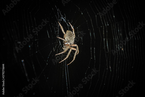 barn spider in web