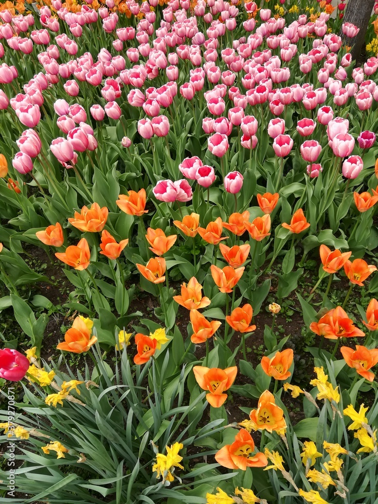 Fototapeta premium red and yellow tulips