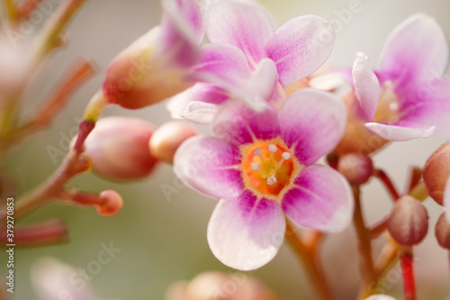Macro photo of beautiful pink purple flowers in bloom, close up photo of blossom purple flowers. © Séa