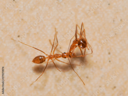 Macro photo of a fire ant carrying a dead fire ant, extreme close up photo of ants. © Séa