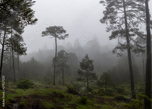 fog on fall morning in mexican forest