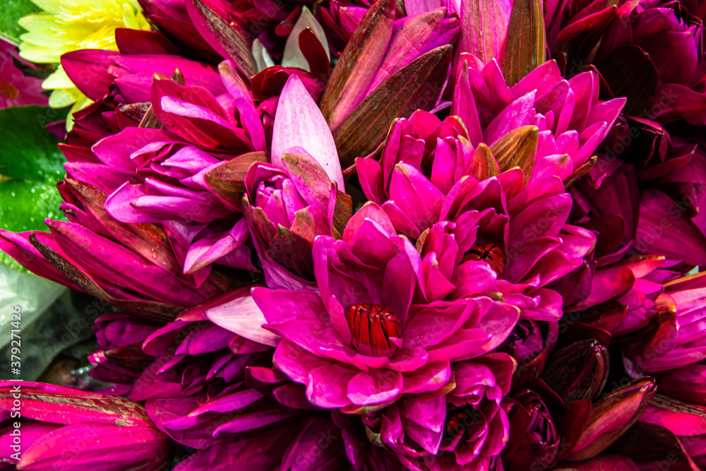 lotus flower blooming lotus flower blooming