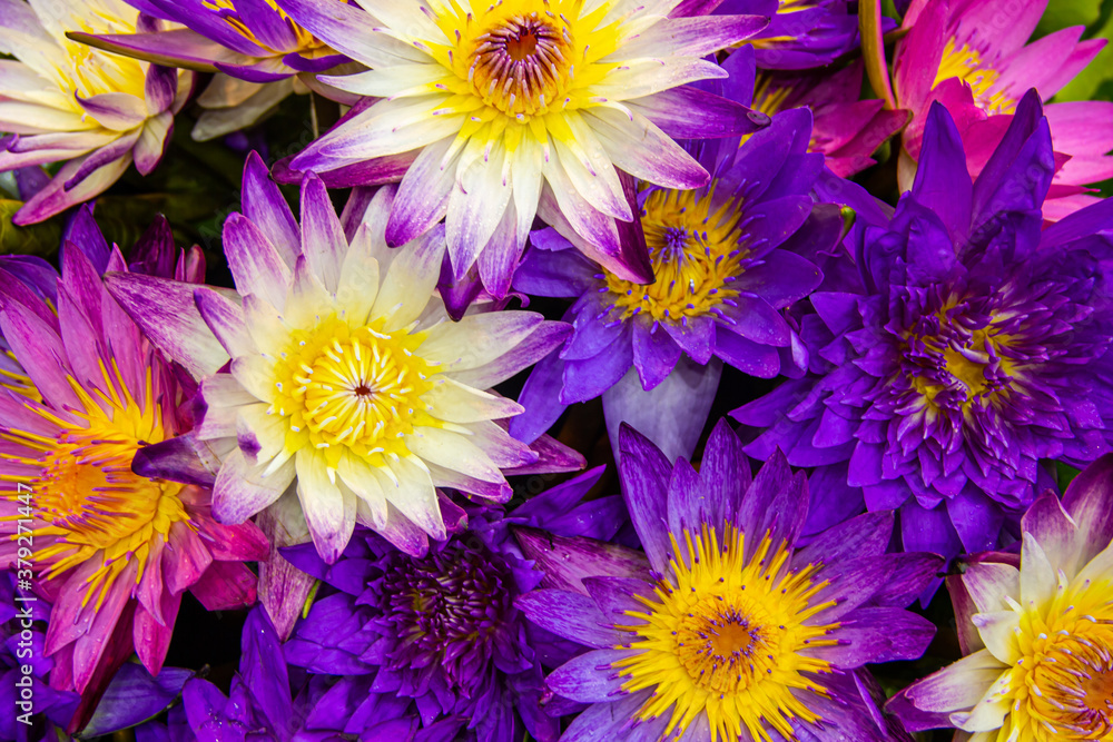 lotus flower blooming lotus flower blooming