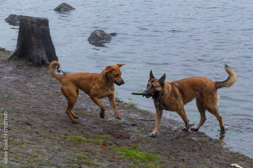 two happy dogs playing beside water on foggy morning
