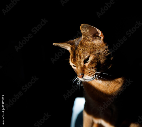 Obraz na płótnie Portrait of Ruddy Abyssinian on black backround w salonie
