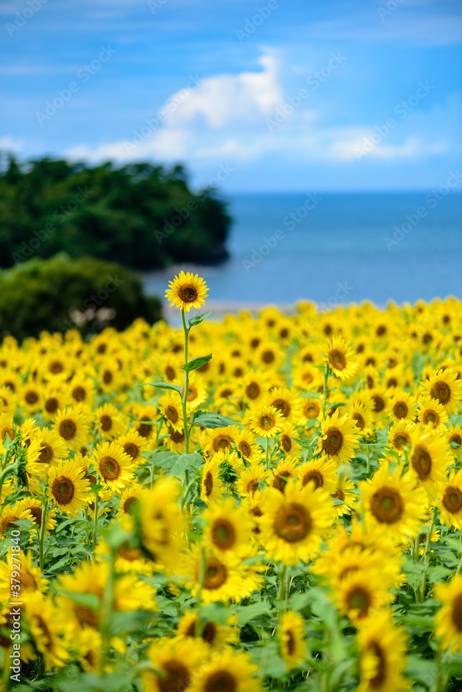 Obraz premium ひまわり畑