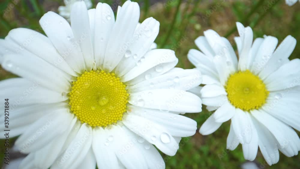 The white petals of the daisy flower in the garden The white petals of the daisy flower in the garden