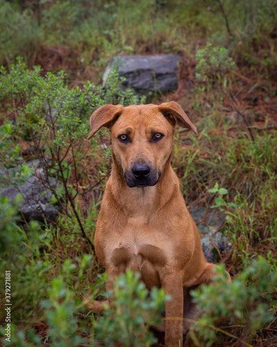 portrait of mixed breed brown big dog in misty forest